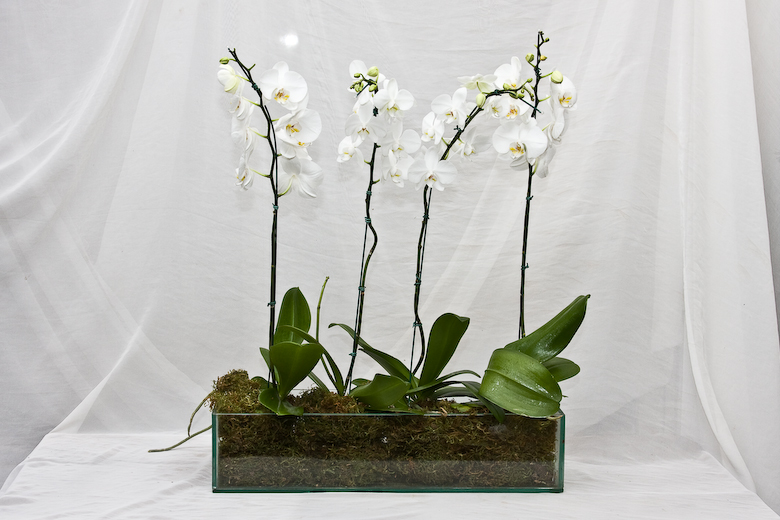 Arranjo de Orquídeas Grande - Terra Cotta Flores