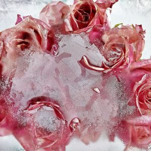 Incríveis Flores Congeladas, por Kenji Shibata