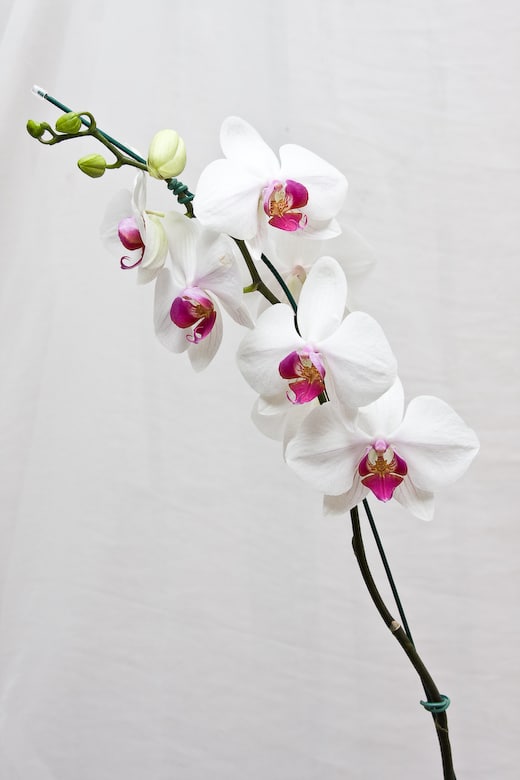 Orquídea Phalaenopsis - Terra Cotta Flores