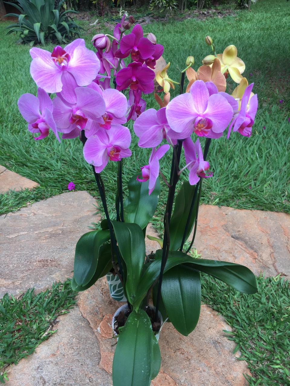 3 Vasos de Orquídeas Coloridas - Terra Cotta Flores