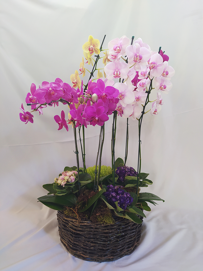 Cesto Grande de Orquídeas com Violetas - Terra Cotta Flores