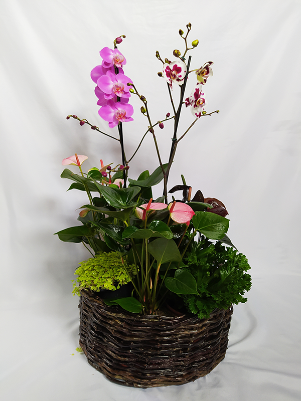 Cesta de Orquídeas com Antúrios - Terra Cotta Flores