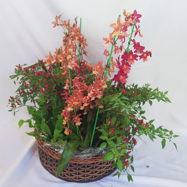 Cesto Grande de Orquídeas com Pimenta