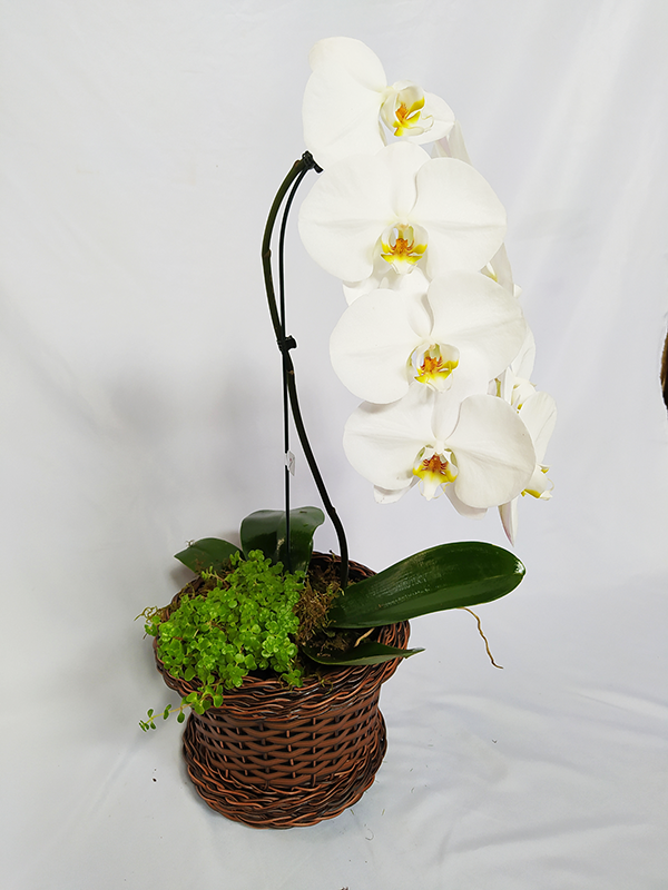 Orquídea Cascata Branca com Musgo ou violeta - Terra Cotta Flores
