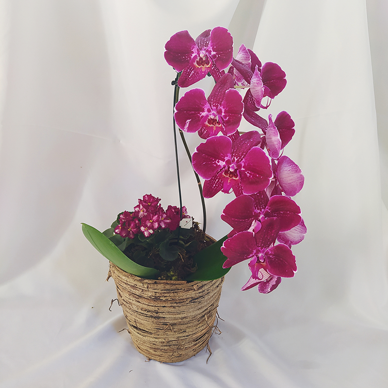Orquídea Phalaenopsis Cascata com Plantinha - Terra Cotta Flores