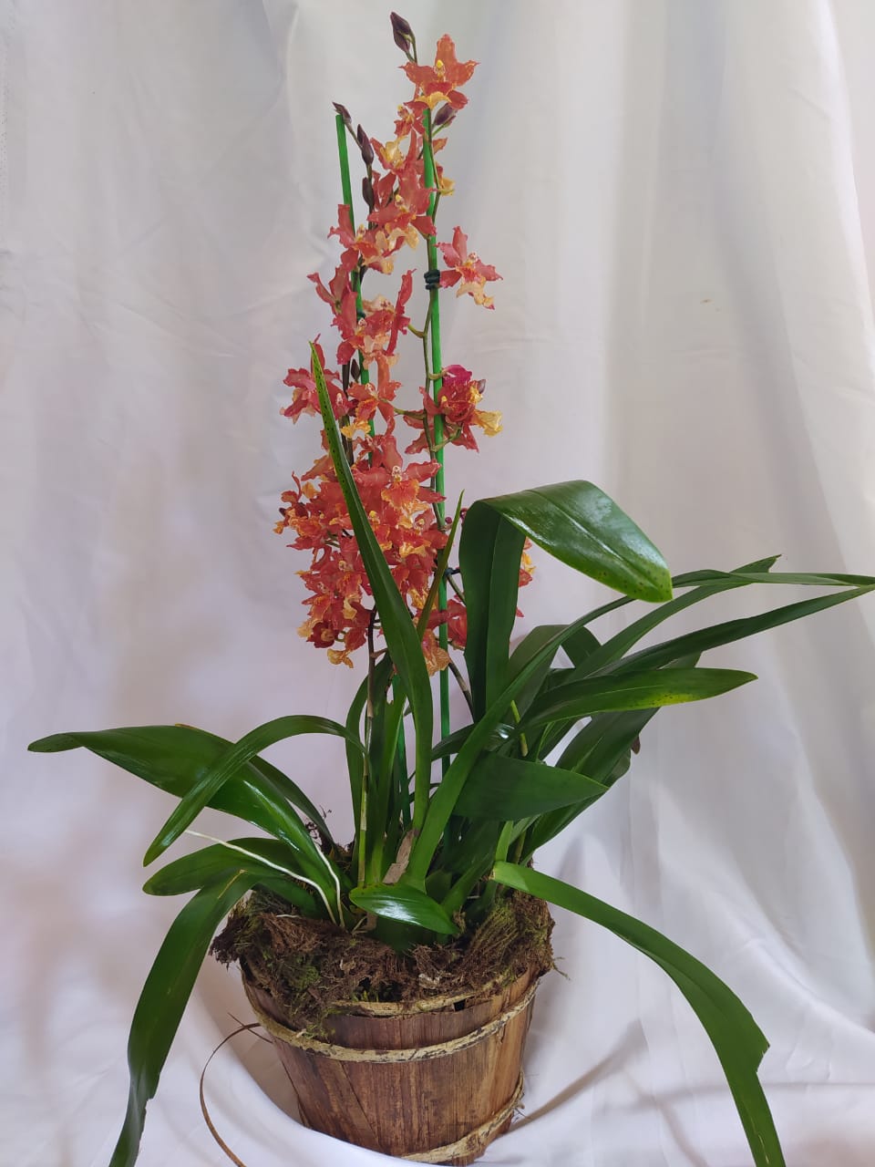 Orquídea Hawaiian - Terra Cotta Flores