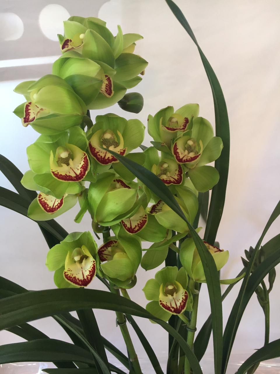Orquídea Cymbidium - Terra Cotta Flores