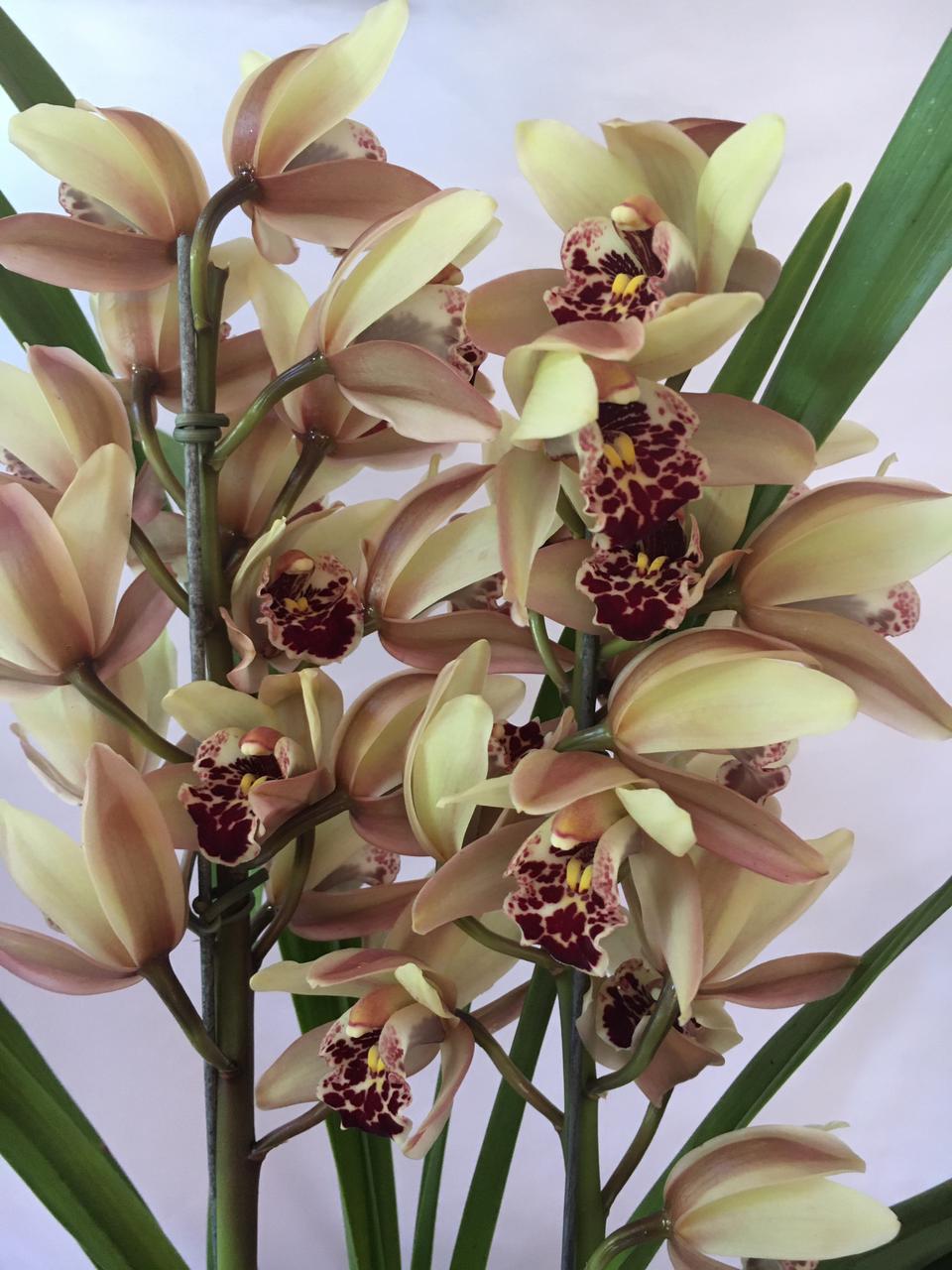 Orquídea Cymbidium - Terra Cotta Flores
